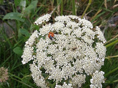 ladybird